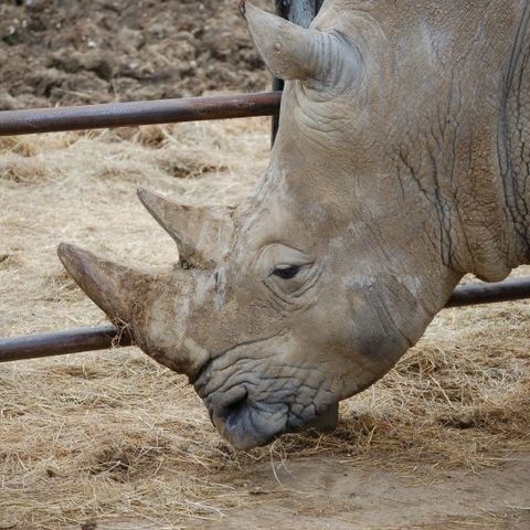 a Rhino